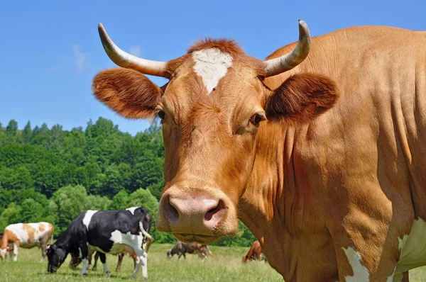 Kop van een koe. — Stockfoto