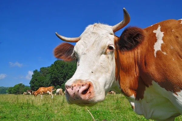 Kop van een koe. — Stockfoto