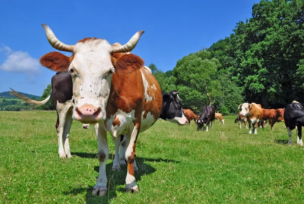 Las vacas en un pasto de verano —  Fotos de Stock
