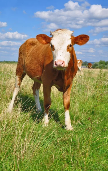 ลูกวัวบนทุ่งหญ้าฤดูร้อน . — ภาพถ่ายสต็อก