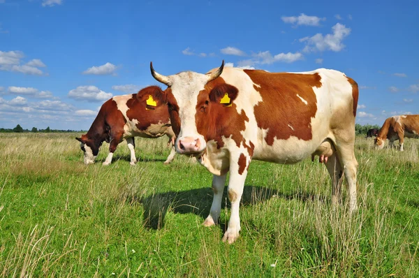 Krávy na letní pastvině — Stock fotografie