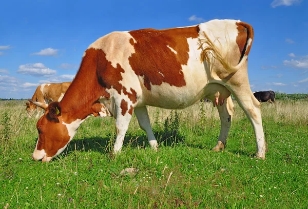 Koeien op een zomerweide — Stockfoto