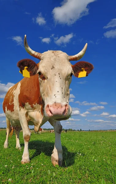 stock image Cow on a summer pasture