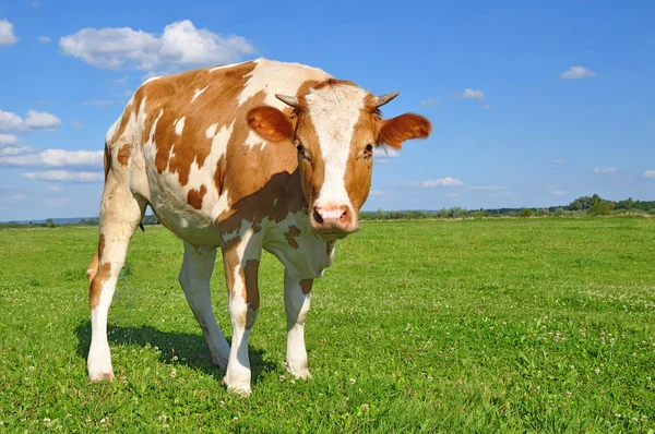 stock image The calf on a summer pasture.