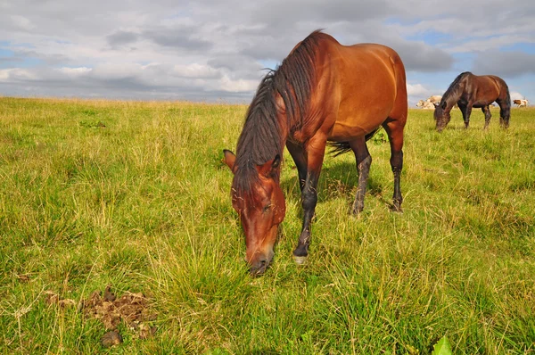 Cavalos em um pasto de verão. — Fotografia de Stock