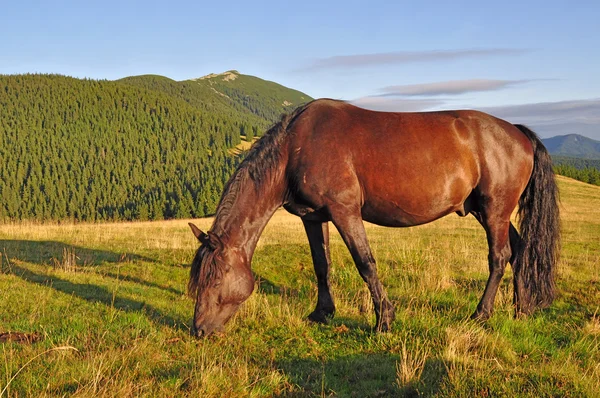 Cavalo em um pasto de verão — Fotografia de Stock