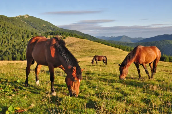 Kuda di padang rumput musim panas. — Stok Foto