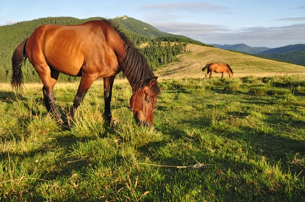 여름 목초지에 있는 말들. — 스톡 사진