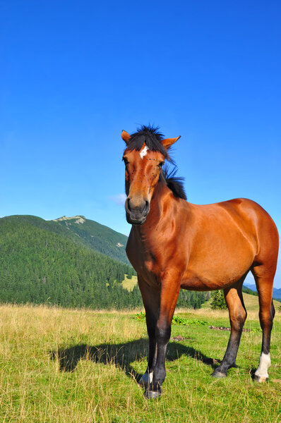Horse on a summer pasture