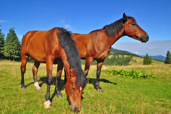 Hevoset kesälaitumella. — kuvapankkivalokuva