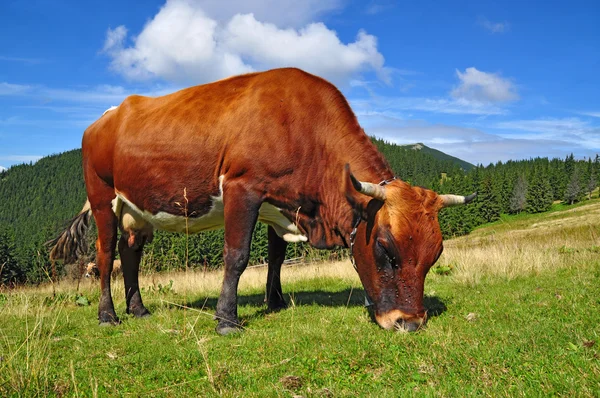 Корова на летнем горном пастбище — стоковое фото