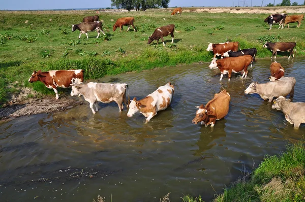 Cows on a watering place — Stock Photo, Image