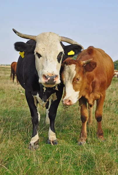 Krowy na letnich pastwiskach — Zdjęcie stockowe