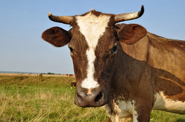 stock image Cow on a summer pasture