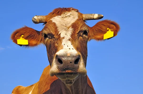 Head of a cow. — Stock Photo, Image