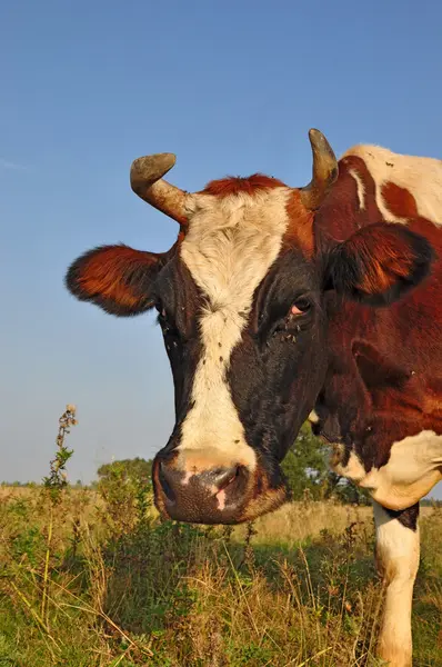 stock image Cow on a summer pasture