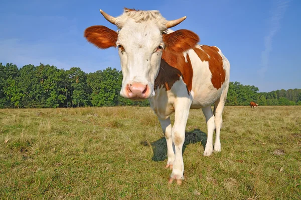 夏季牧场上小牛. — 图库照片