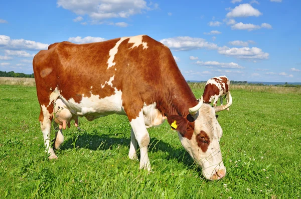 Cow on a summer pasture Stock Image
