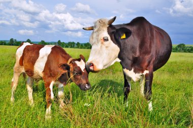 The calf near mother on a summer pasture. clipart