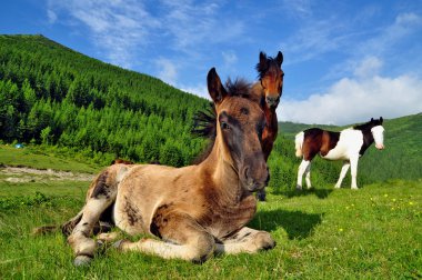 Foal on a summer pasture. clipart