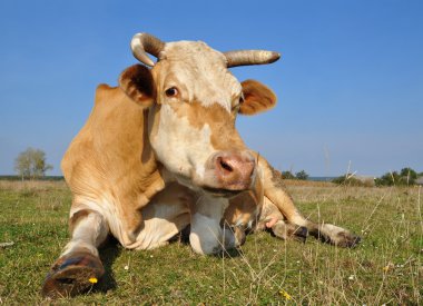 Cow on a summer pasture clipart