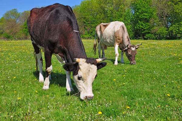 stock image Cows on a summer pasture