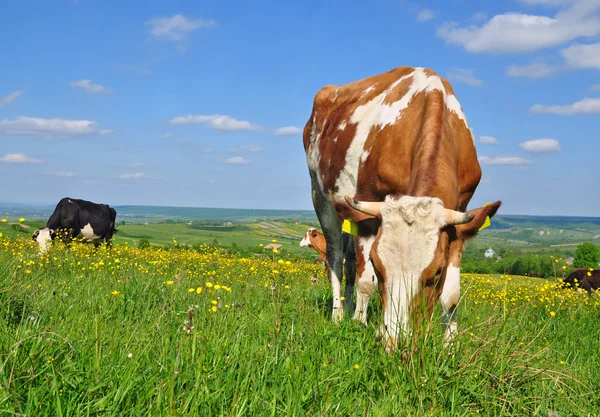 stock image Cows on a summer pasture