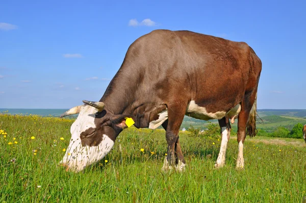 Yaz otlağında inek — Stok fotoğraf