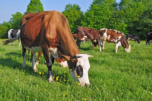 stock image Cows on a summer pasture