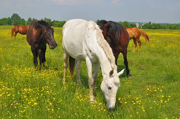 Hästar på en sommarbetesmark — Stockfoto