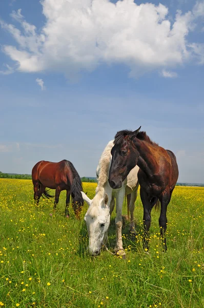 Hästar på en sommarbetesmark — Stockfoto