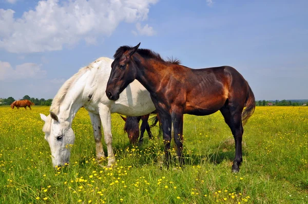 여름 목초지에 있는 말들 — 스톡 사진