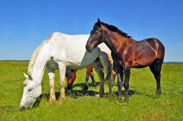 Άλογα σε θερινό βοσκότοπο — Φωτογραφία Αρχείου