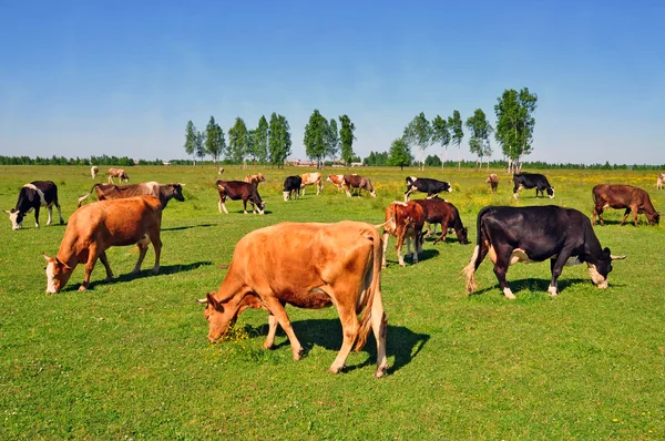 stock image Cows on a summer pasture