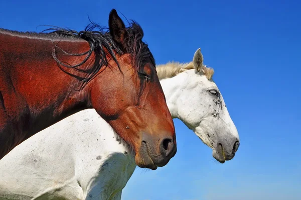 stock image Heads of horses against the sky