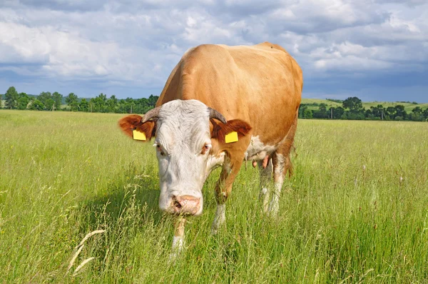 Stock image Cow on a summer pasture