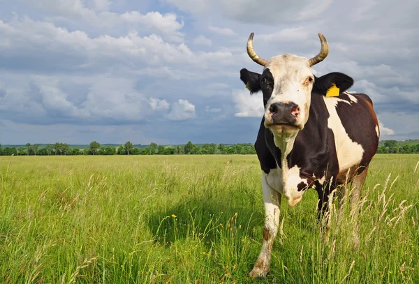 stock image Cow on a summer pasture