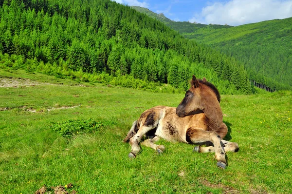 Foal 여름 방목 지에. — 스톡 사진