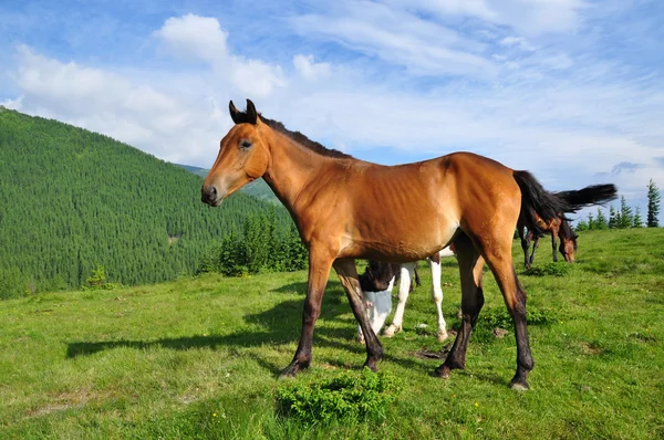 Άλογα σε ένα καλοκαίρι θερινούς βοσκότοπους — Φωτογραφία Αρχείου