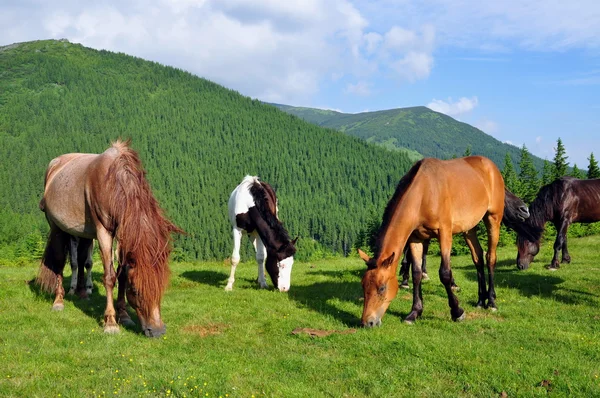 Лошади на летнем пастбище. — стоковое фото