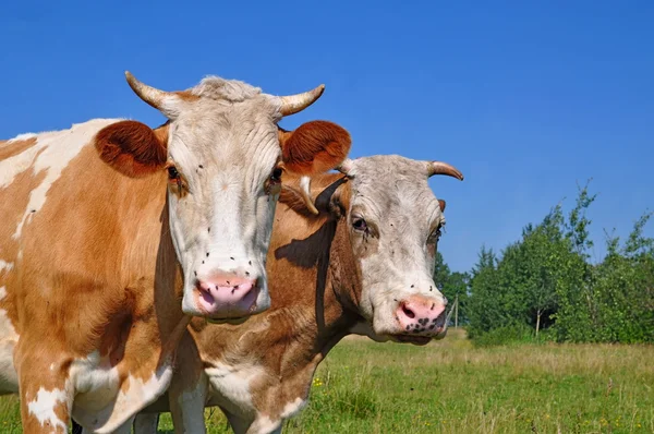 Mucche su un pascolo estivo — Foto Stock