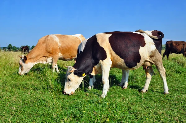 여름 목초지에 있는 소들 — 스톡 사진