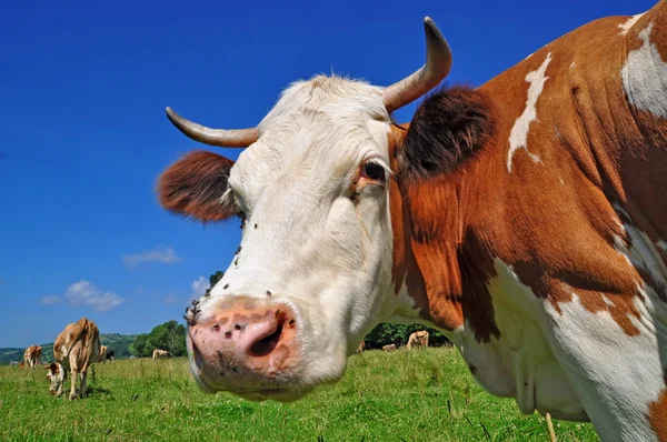 stock image Head of a cow