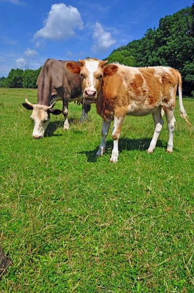 stock image Cows on a summer pasture