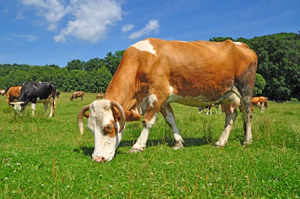 Kühe auf einer Sommerweide — Stockfoto