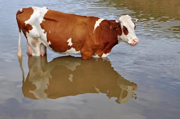 stock image Cow on a watering place