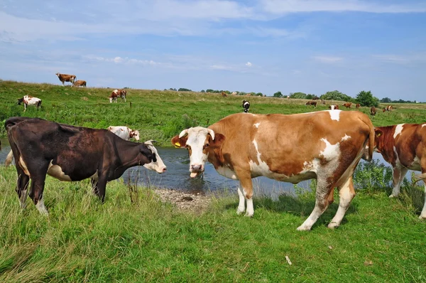 stock image Cows on a summer pasture