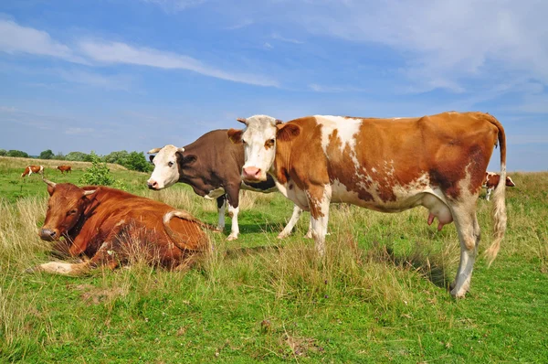 stock image Cows on a summer pasture