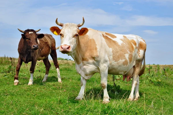 Las vacas en un pasto de verano —  Fotos de Stock