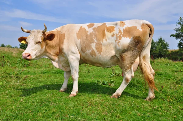 Kuh auf einer Sommerweide — Stockfoto